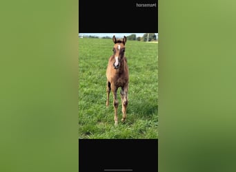 Cheval de sport irlandais, Jument, Poulain (06/2025), 165 cm, Alezan brûlé