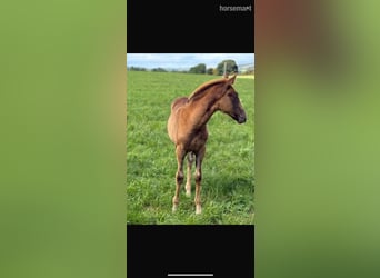 Cheval de sport irlandais, Jument, Poulain (06/2025), 165 cm, Alezan brûlé