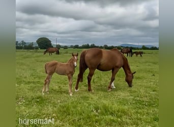 Cheval de sport irlandais, Jument, Poulain (04/2025), 165 cm, Alezan brûlé