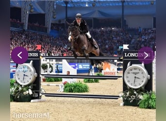 Cheval de sport irlandais, Jument, Poulain (04/2025), 165 cm, Alezan brûlé