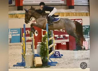 Cheval de sport irlandais, Jument, Poulain (04/2025), 165 cm, Alezan brûlé
