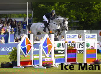 Cheval de sport irlandais, Jument, Poulain (05/2025), 166 cm, Bai cerise