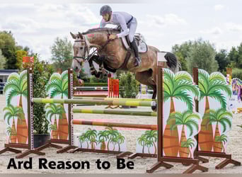 Cheval de sport irlandais, Jument, Poulain (05/2025), 166 cm, Bai cerise