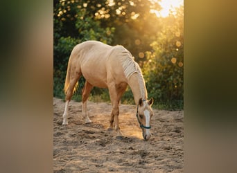 Cheval de sport polonais, Étalon, 1 Année, 155 cm, Palomino