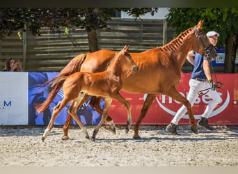 Cheval de sport polonais, Étalon, 1 Année, Bai cerise
