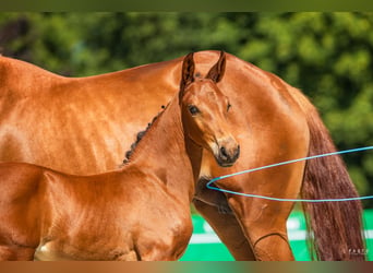 Cheval de sport polonais, Étalon, 1 Année, Bai cerise
