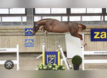 Cheval de sport polonais, Étalon, 1 Année, Bai