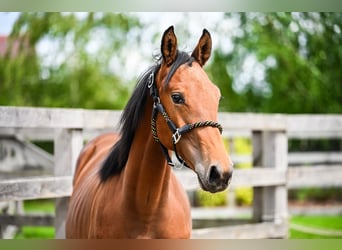 Cheval de sport polonais, Étalon, 1 Année, Bai