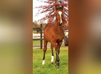 Cheval de sport polonais, Étalon, 1 Année