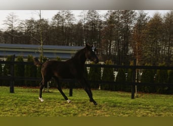 Cheval de sport polonais, Étalon, 1 Année, Noir