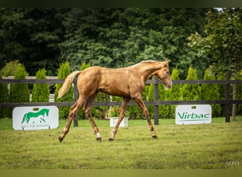 Cheval de sport polonais, Étalon, 1 Année, Palomino