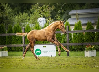 Cheval de sport polonais, Étalon, 1 Année, Palomino