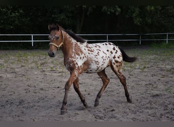 Cheval de sport polonais, Étalon, 2 Ans, 163 cm, Léopard