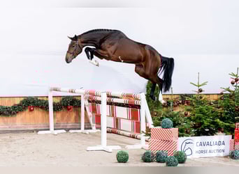 Cheval de sport polonais, Étalon, 2 Ans, Bai brun