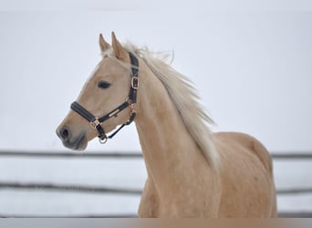Cheval de sport polonais, Étalon, 4 Ans, 161 cm, Palomino