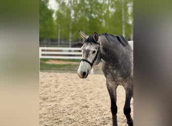 Cheval de sport polonais, Étalon, 5 Ans, 165 cm, Gris