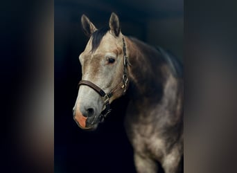 Cheval de sport polonais, Étalon, 5 Ans, 165 cm, Gris