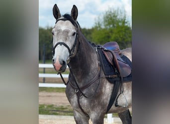 Cheval de sport polonais, Étalon, 5 Ans, 165 cm, Gris