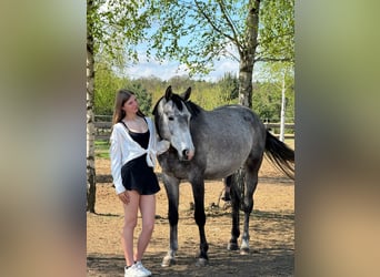 Cheval de sport polonais, Étalon, 5 Ans, 165 cm, Gris