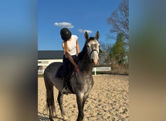 Cheval de sport polonais, Étalon, 5 Ans, 165 cm, Gris