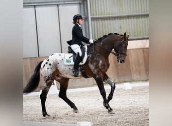 Cheval de sport polonais, Étalon, 5 Ans, 175 cm, Léopard