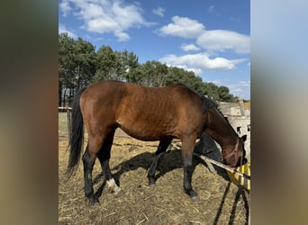 Cheval de sport polonais, Étalon, 6 Ans, 160 cm, Bai