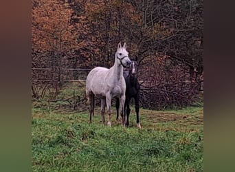 Cheval de sport polonais, Étalon, Poulain (05/2025), 170 cm, Gris noir