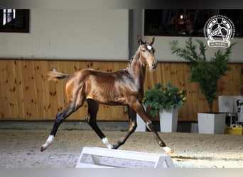 Cheval de sport polonais, Étalon, Poulain (05/2025), Bai brun foncé
