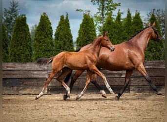 Cheval de sport polonais, Étalon, Poulain (04/2026), Bai