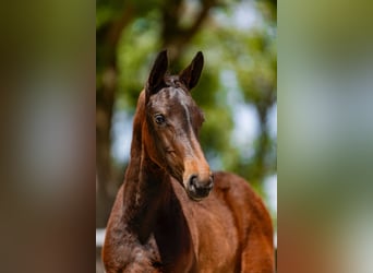 Cheval de sport polonais, Étalon, Poulain (06/2026)