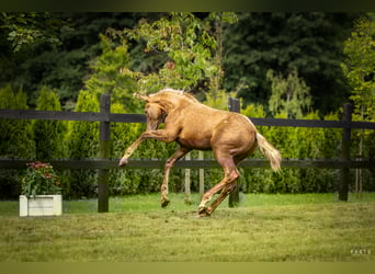 Cheval de sport polonais, Étalon, Poulain (04/2025), Palomino