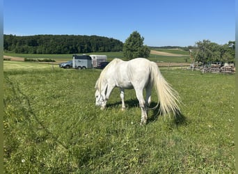 Cheval de sport polonais, Hongre, 10 Ans, 165 cm, Gris