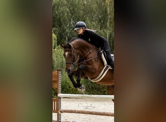 Cheval de sport polonais, Hongre, 10 Ans, 167 cm, Bai