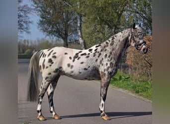 Cheval de sport polonais, Hongre, 10 Ans, 168 cm, Léopard