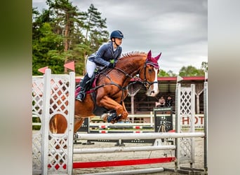 Cheval de sport polonais, Hongre, 11 Ans, 167 cm, Alezan