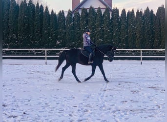 Cheval de sport polonais, Hongre, 11 Ans, 167 cm, Bai brun foncé