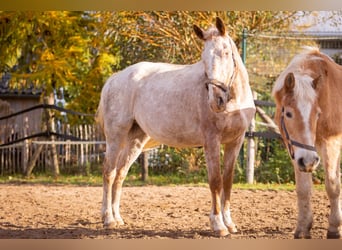 Cheval de sport polonais, Hongre, 16 Ans, 157 cm, Rouan Rouge
