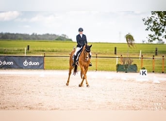 Cheval de sport polonais, Hongre, 16 Ans, 165 cm, Alezan