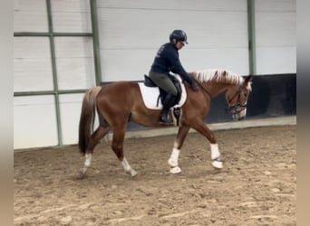 Cheval de sport polonais, Hongre, 3 Ans, 160 cm, Alezan