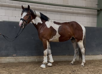 Cheval de sport polonais, Hongre, 3 Ans, 160 cm, Pinto