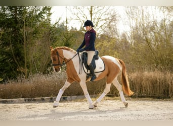 Cheval de sport polonais, Hongre, 4 Ans, 159 cm, Pinto