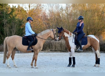 Cheval de sport polonais, Hongre, 4 Ans, 159 cm, Pinto