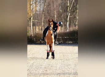 Cheval de sport polonais, Hongre, 4 Ans, 159 cm, Pinto