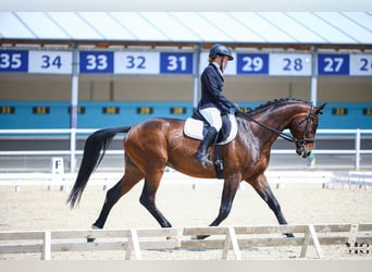 Cheval de sport polonais, Hongre, 4 Ans, 170 cm, Bai cerise