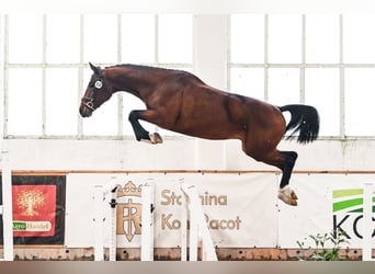 Cheval de sport polonais, Hongre, 4 Ans, 172 cm, Bai