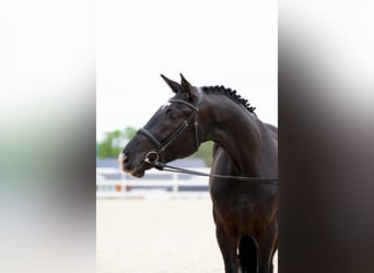 Cheval de sport polonais, Hongre, 4 Ans, 174 cm, Noir