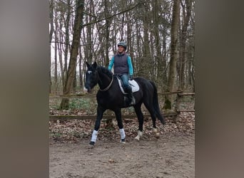 Cheval de sport polonais, Hongre, 4 Ans, 174 cm, Noir