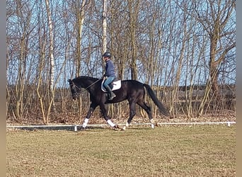 Cheval de sport polonais, Hongre, 4 Ans, 174 cm, Noir
