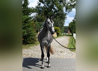 Cheval de sport polonais, Hongre, 4 Ans, 175 cm, Gris