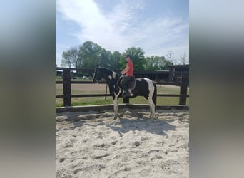 Cheval de sport polonais, Hongre, 5 Ans, 162 cm, Pinto